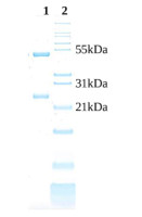 Goat anti-Human IgG F(ab')2 Affinity purified, Unconjugated in the group Secondary Antibodies / Anti-Human / Unconjugated at Agrisera AB (Antibodies for research) (AS21 4574)